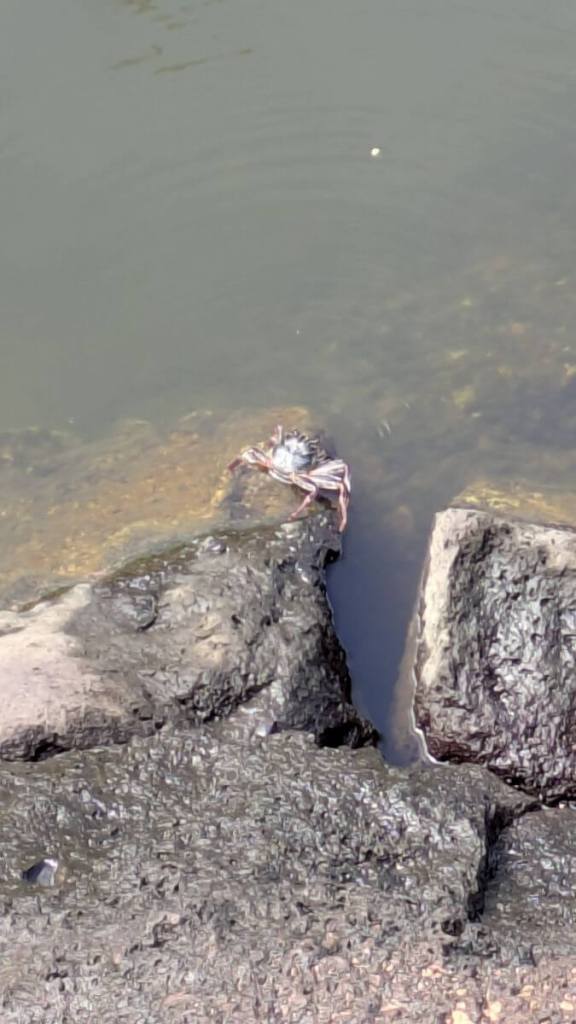 A crab on black lava rock on the Kekaa Landing Pier in Maui, Hawaii.