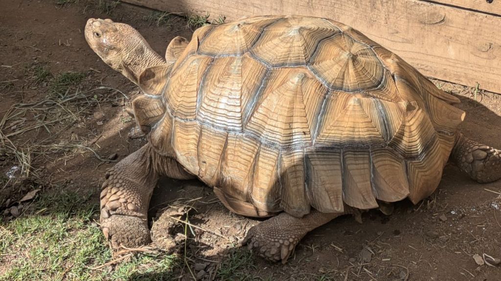 Dozer, a 20-something year-old tortoise. 