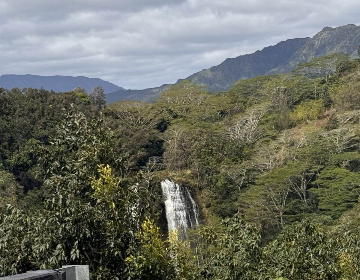 White falls rush between green trees