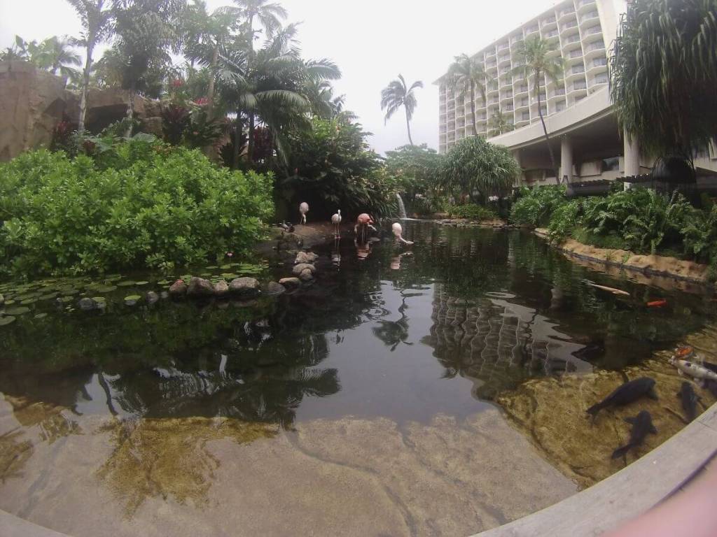 Flamingos in the coy pond at the Westin 