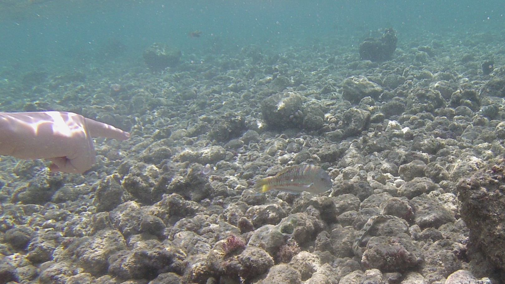 A moray eel twists around rocks with colorful fish nearby.