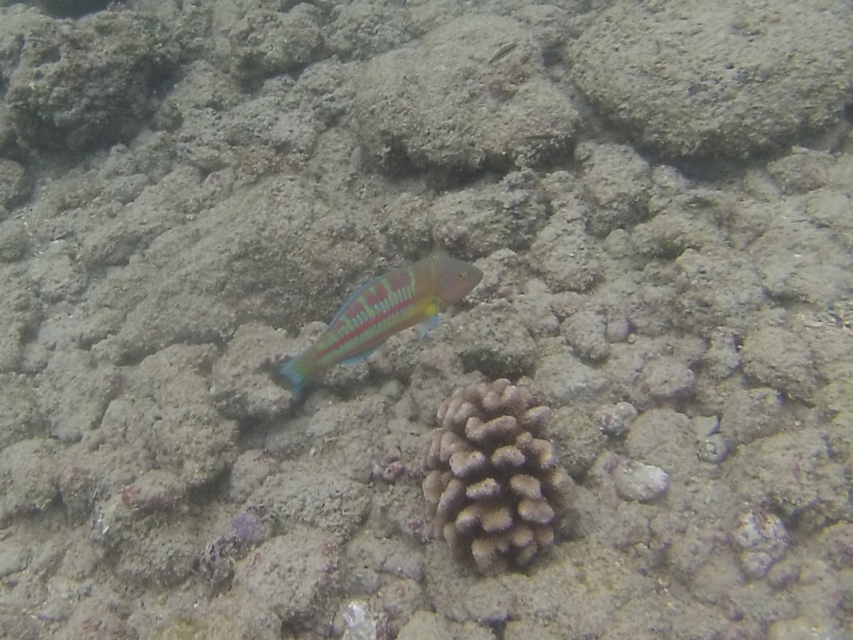 A rainbow colored fish swims next to a brain shaped coral.