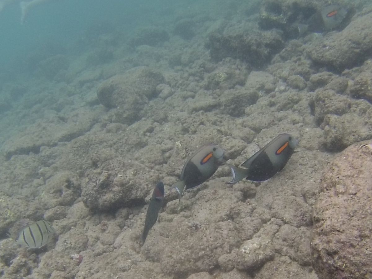 A rainbow colored fish.