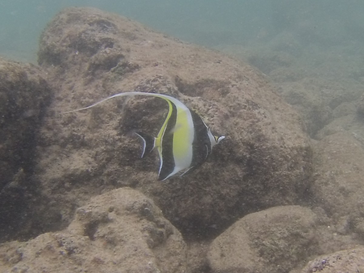 A yellow, white, and black striped fish swims by in the ocean.