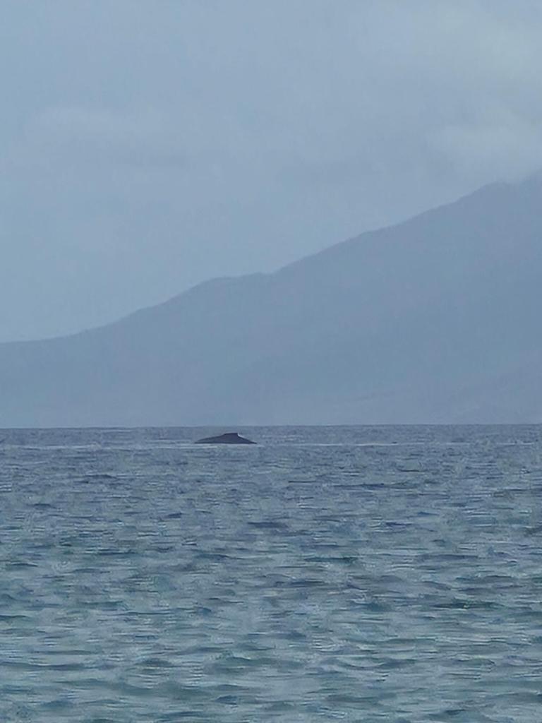 The dorsal fin of a humpback whale peeks out from the Pacific Ocean