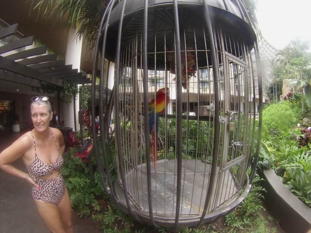 Jill admires the Scarlet Macaw. A red yellow and blue bird in a cage.