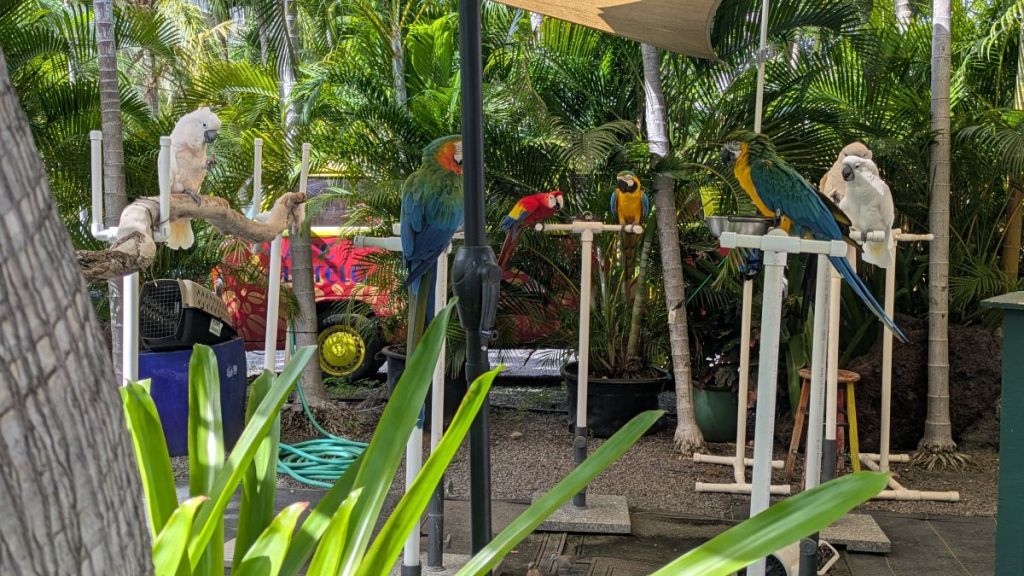Colorful birds are perched on various man-made PVC T's