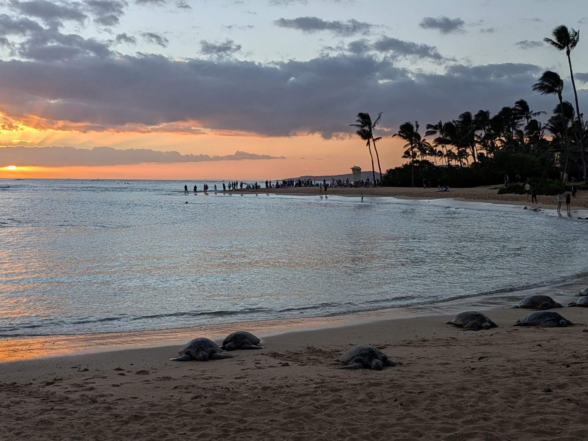 Turtles at sunset. Turtles rest on the sandy shore with the ocean and an orange sunset behind them.