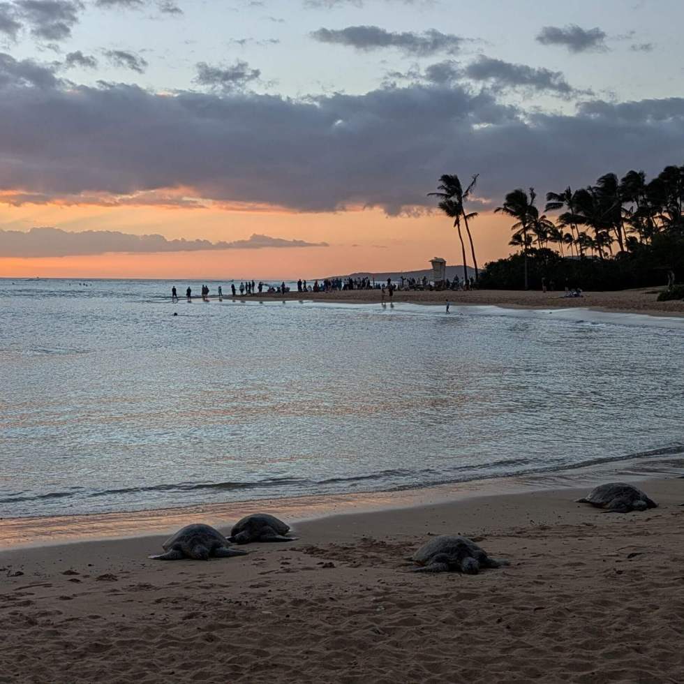 Turtles at sunset. Turtles rest on the sandy shore with the ocean and an orange sunset behind them.