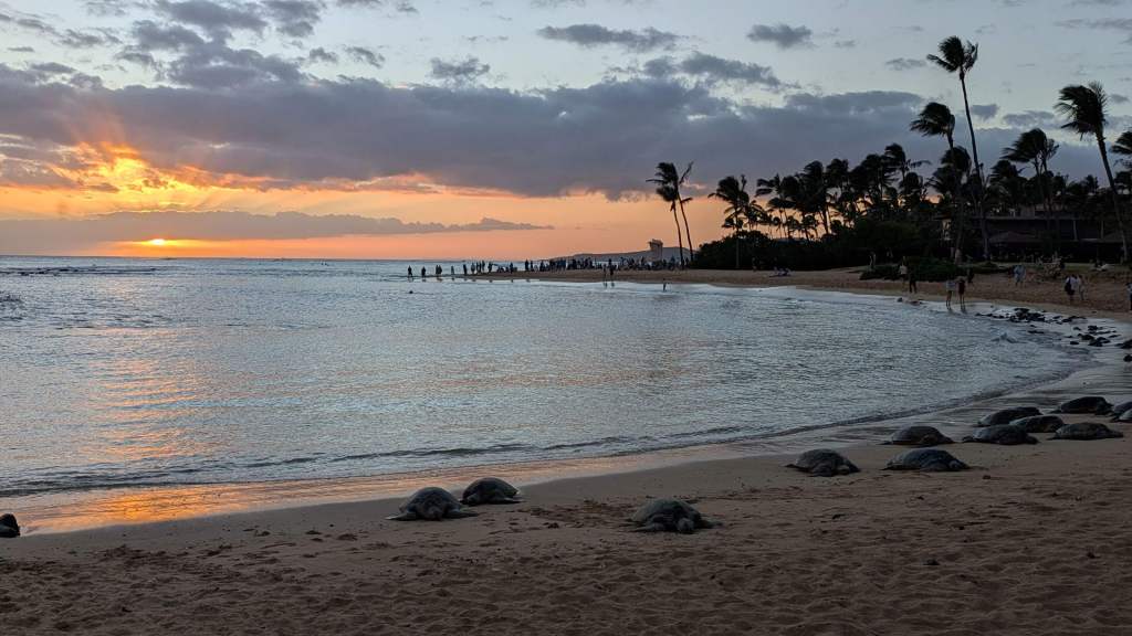 A calm ocean settles down under a colorful sunset with green sea turtles resting on the beach.
