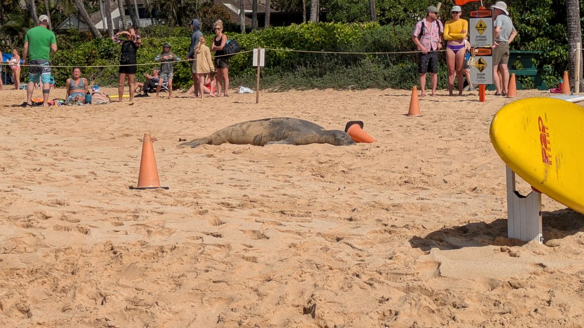 A group of people admire a monk seal sleeping next to bright orange caution cones.
