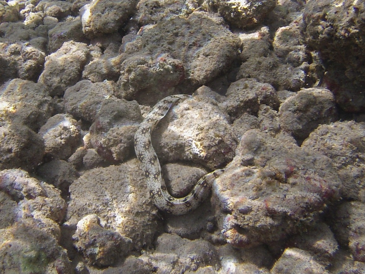A closeup of the checkered moray eel amongst the rocks