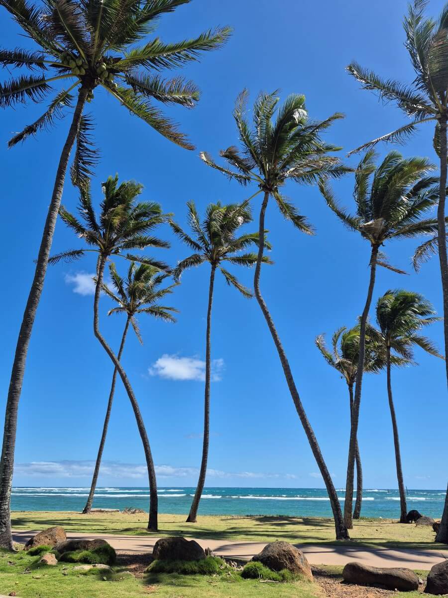 8 palm trees tower over the beach against a bright. blue sky. Two small clouds are the only in the sky.