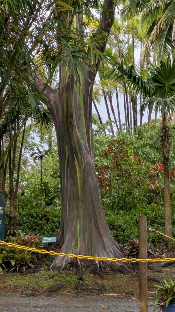 Rainbow eucalyptus tree near The Garden of Eden