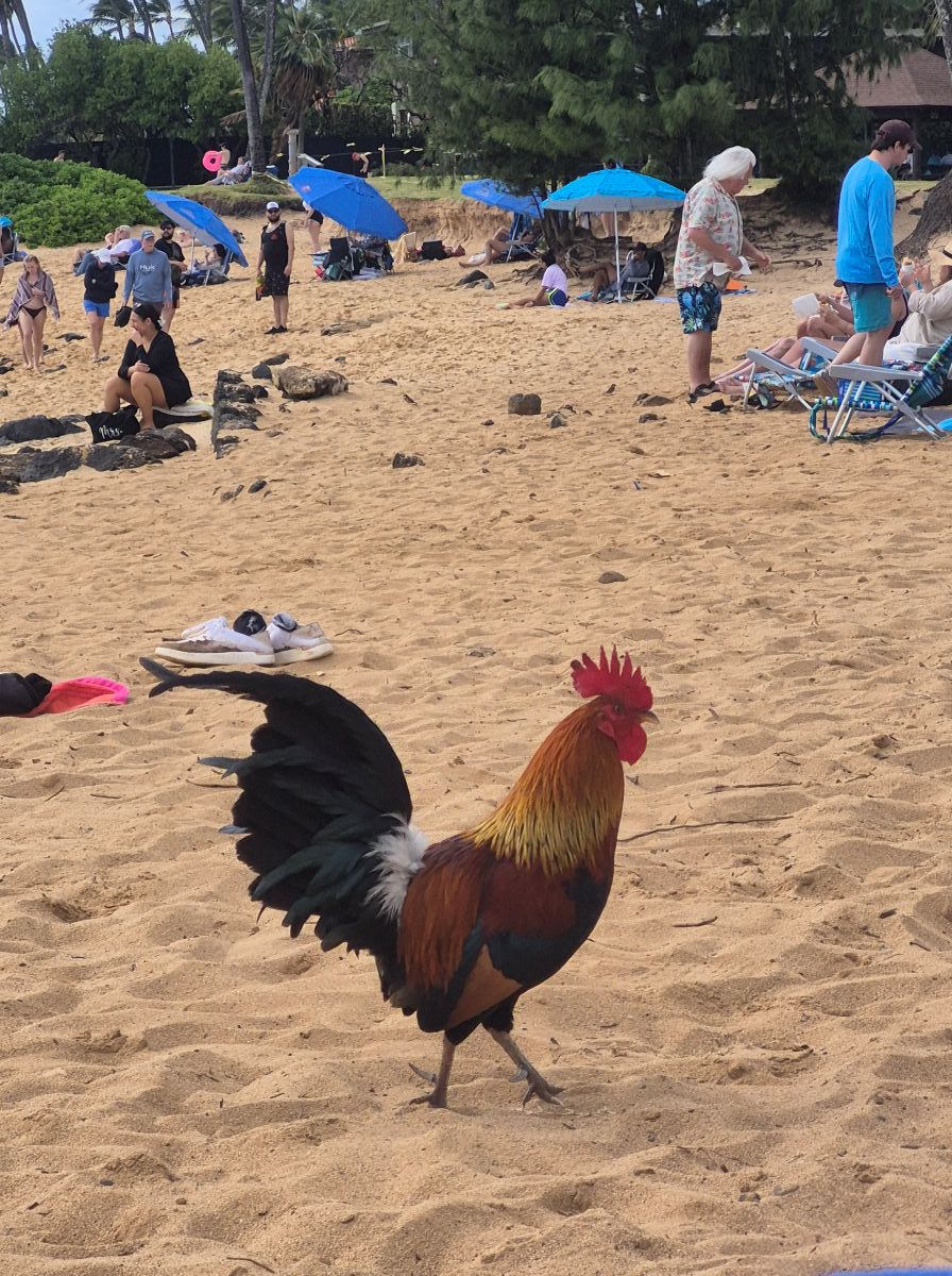 A colorful rooster struts along the sandy beach.