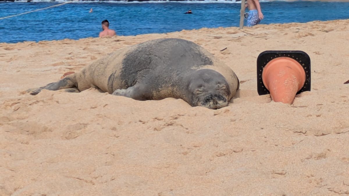 A monk seal sleeps peacefully in the sand.