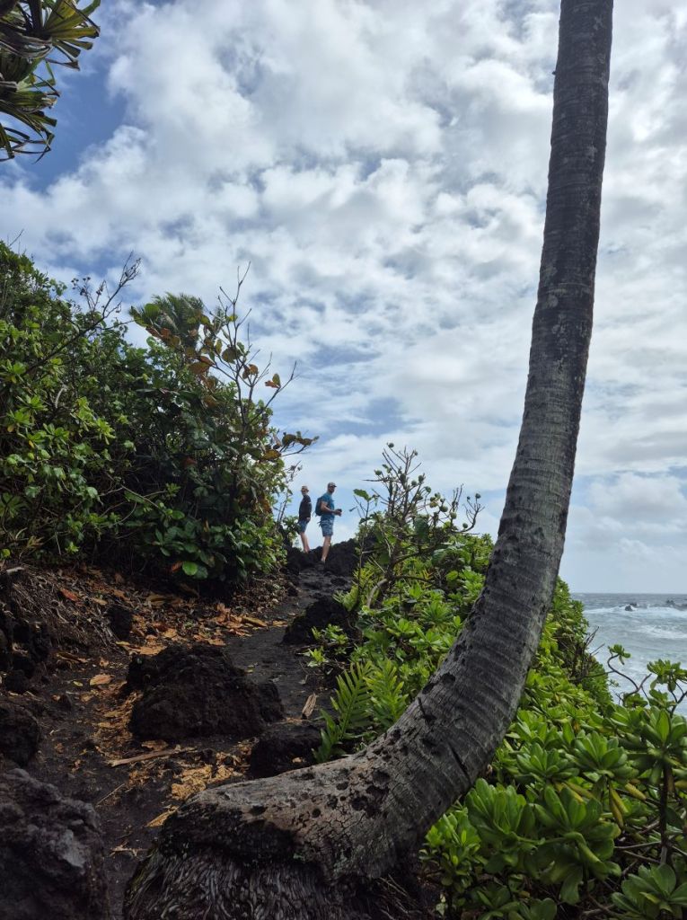 A palm tree grows out of the side of the cliff near the trail used to get to the top.