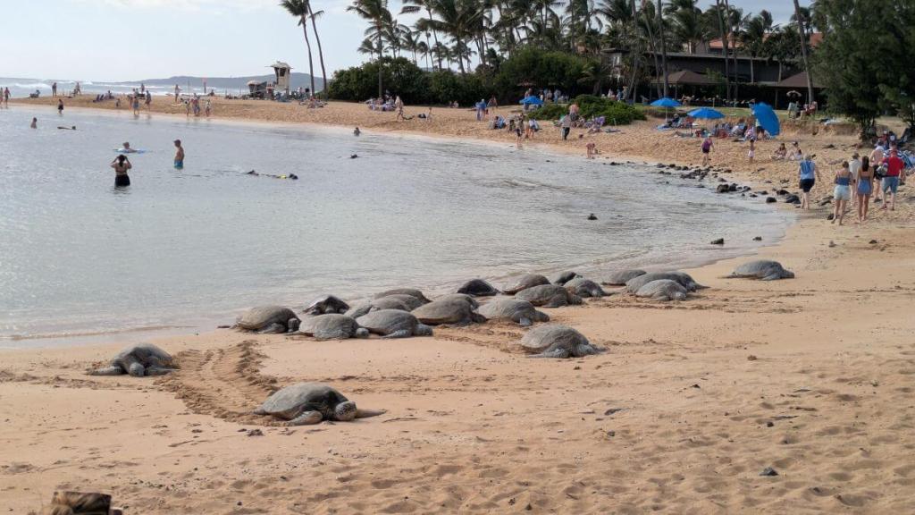 Over a dozen sea turtles rest on the sandy beach
