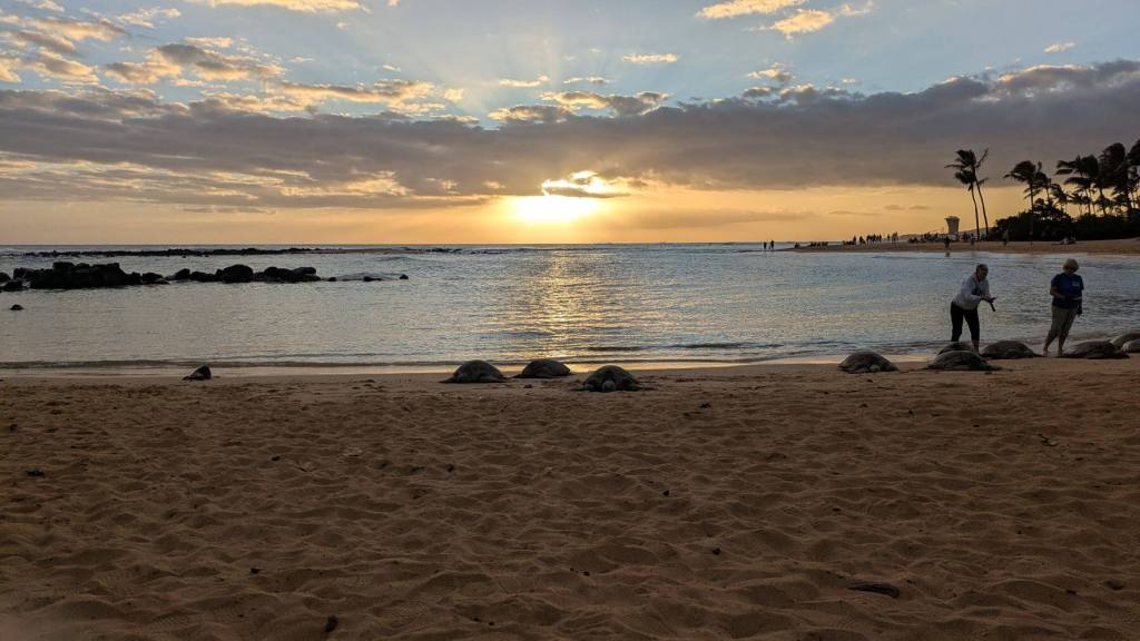 The sun sets over the ocean behind sea turtles resting on the beach.