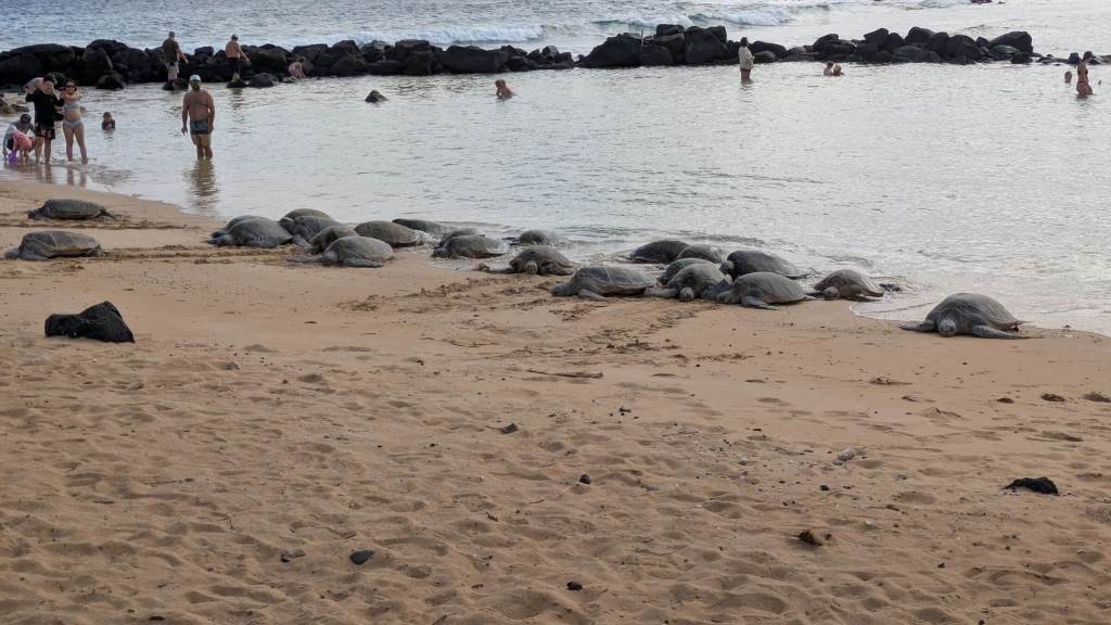 Turtles from a different angle with the wave break for Keike Cove in the background.
