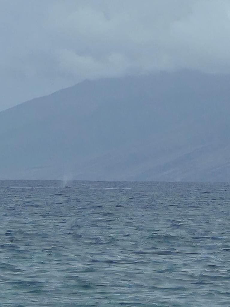 A plume of mist from a humpback whale.